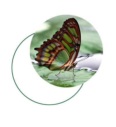 Leicht wie ein Schmetterling